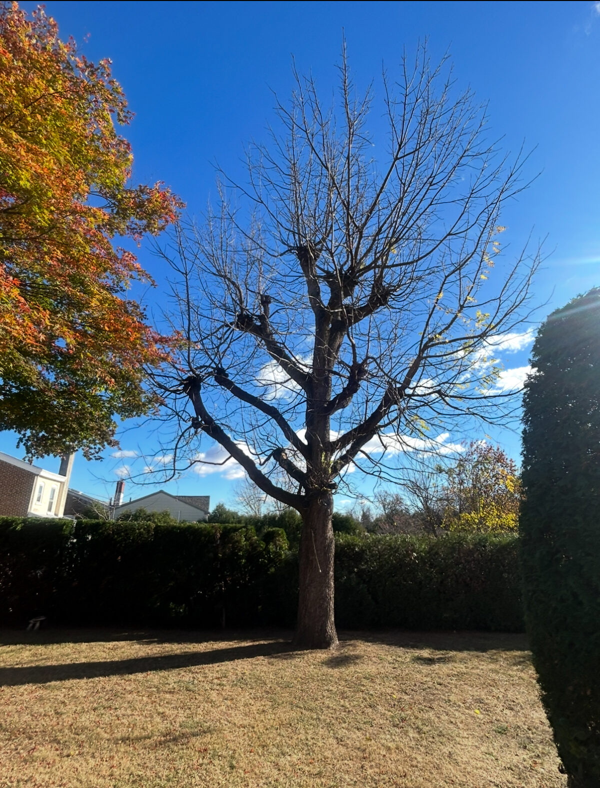 Tree Topping