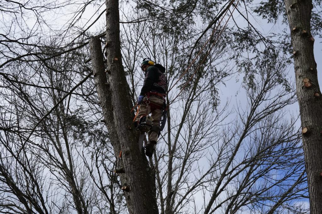 Tree Trimming